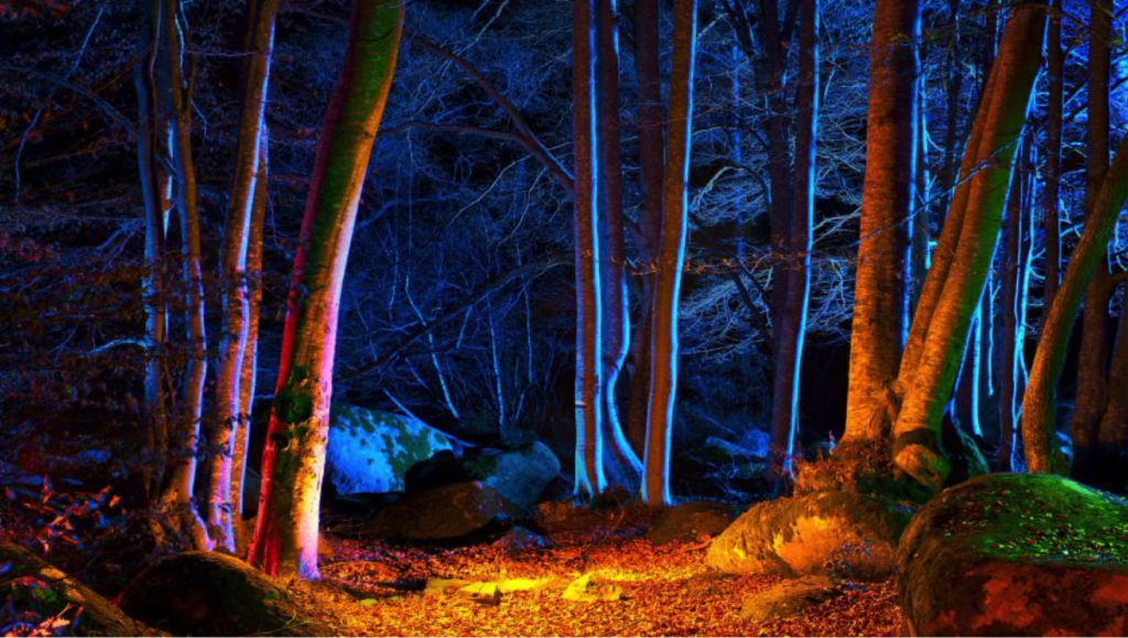 Illuminated forest